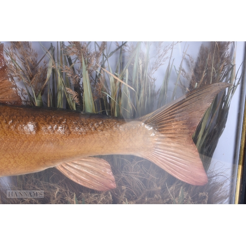 145 - A LARGE ANTIQUE TAXIDERMY BARBEL FISH SPECIMEN. 65 cm x 30 cm.