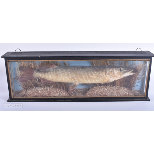 146 - AN ANTIQUE TAXIDERMY JACK PIKE FISH SPECIMEN. 44 cm x 12cm.