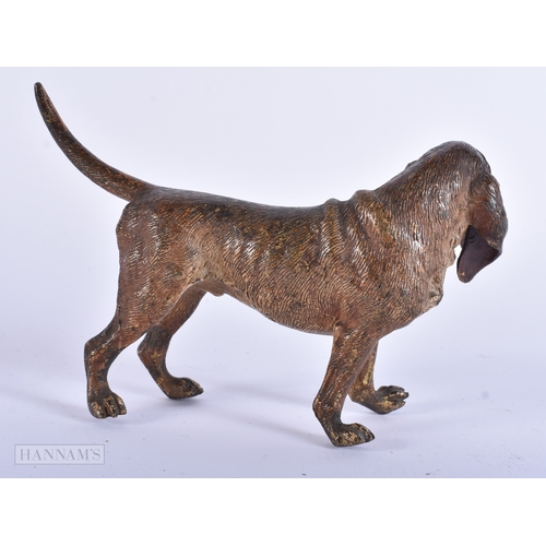 11 - Antique Cold Painted Vienna Bronze Blood Hound Dog. 12.5 cm wide.
