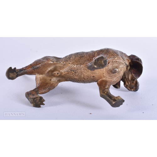 11 - Antique Cold Painted Vienna Bronze Blood Hound Dog. 12.5 cm wide.