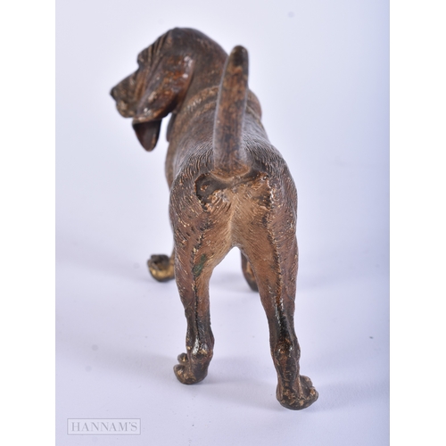 11 - Antique Cold Painted Vienna Bronze Blood Hound Dog. 12.5 cm wide.