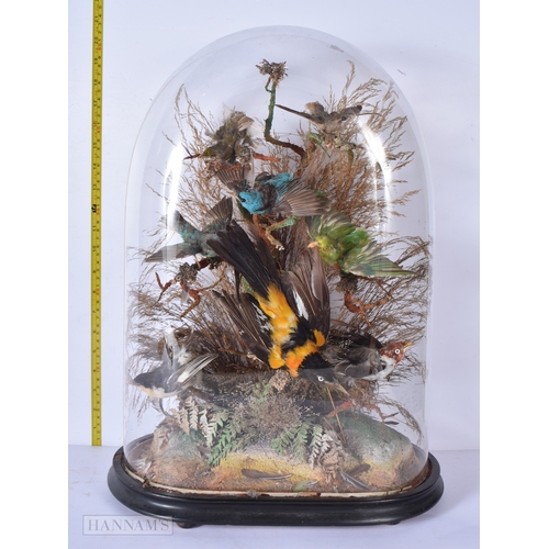 3045 - A glass cased Taxidermy collection of birds 52 x 36cm