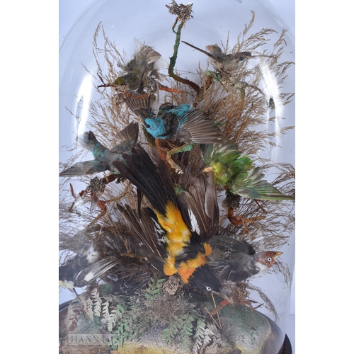 3045 - A glass cased Taxidermy collection of birds 52 x 36cm