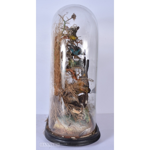 3045 - A glass cased Taxidermy collection of birds 52 x 36cm
