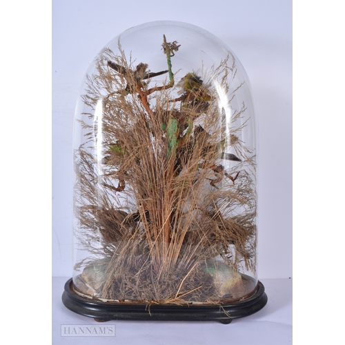 3045 - A glass cased Taxidermy collection of birds 52 x 36cm