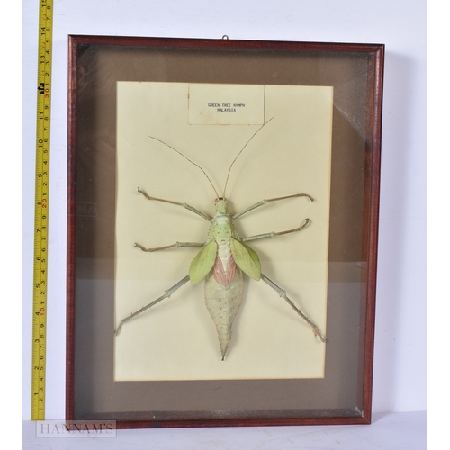 3047 - A cased Taxidermy Green Tree Nymph 35 x 28cm.