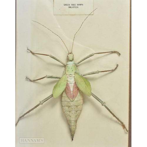 3047 - A cased Taxidermy Green Tree Nymph 35 x 28cm.