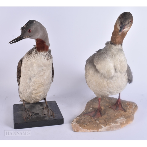 492 - TWO LARGE TAXIDERMY BIRDS. 45 cm x 30 cm. (2)