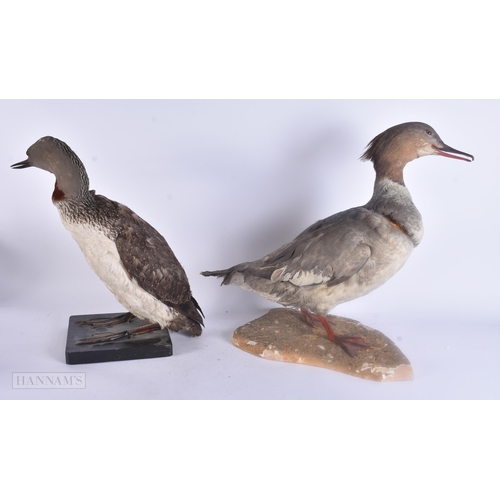 492 - TWO LARGE TAXIDERMY BIRDS. 45 cm x 30 cm. (2)