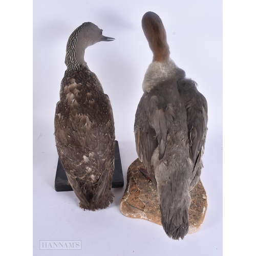 492 - TWO LARGE TAXIDERMY BIRDS. 45 cm x 30 cm. (2)