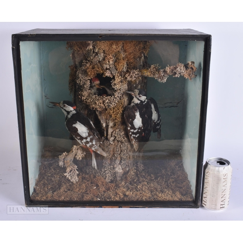 921 - AN UNUSUAL VICTORIAN/EDWARDIAN J SAYER TAXIDERMY BIRDS NEST TREE TRUNK DISPLAY. 40 cm x 40 cm.