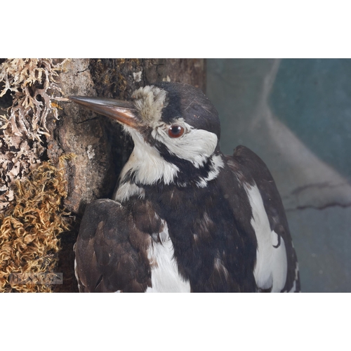 921 - AN UNUSUAL VICTORIAN/EDWARDIAN J SAYER TAXIDERMY BIRDS NEST TREE TRUNK DISPLAY. 40 cm x 40 cm.
