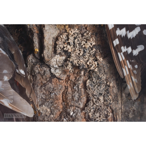 921 - AN UNUSUAL VICTORIAN/EDWARDIAN J SAYER TAXIDERMY BIRDS NEST TREE TRUNK DISPLAY. 40 cm x 40 cm.