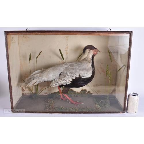 922 - A LARGE VICTORIAN/EDWARDIAN W STEVENSON TAXIDERMY BIRD DISPLAY. 68 cm x 48 cm.