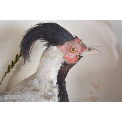 922 - A LARGE VICTORIAN/EDWARDIAN W STEVENSON TAXIDERMY BIRD DISPLAY. 68 cm x 48 cm.