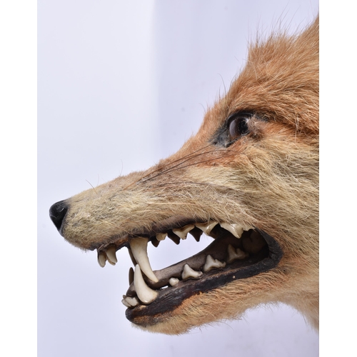 1937 - A LARGE AFRICAN TRIBAL FIGURE together with taxidermy etc. Largest 50 cm long. (3)