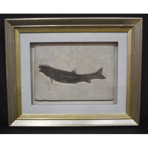 3187 - A large fossilized Green River formation fish 92 x 64cm