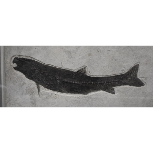 3187 - A large fossilized Green River formation fish 92 x 64cm