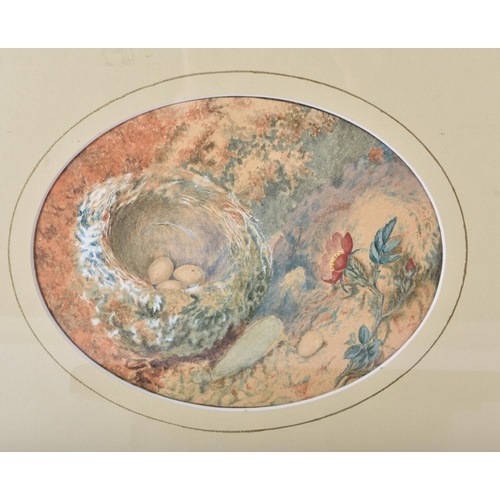 3421 - A framed 19th Century watercolour of a birds nest together with a small engraving of Durham and a fr... 