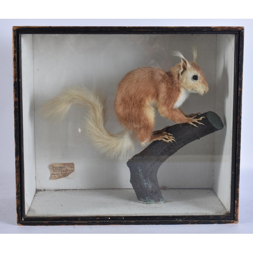 635 - AN EDWARDIAN TAXIDERMY SQUIRREL. 28 cm x 30 cm.