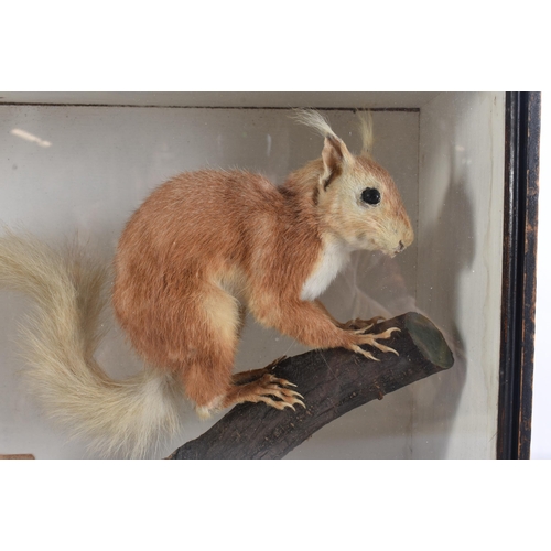 635 - AN EDWARDIAN TAXIDERMY SQUIRREL. 28 cm x 30 cm.