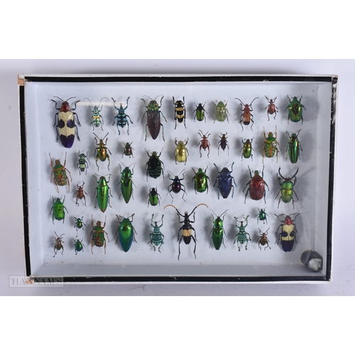 2890 - A COLLECTION OF RARE TAXIDERMY BEETLES. 30 cm x 18 cm.