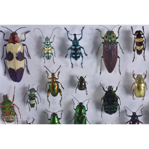 2890 - A COLLECTION OF RARE TAXIDERMY BEETLES. 30 cm x 18 cm.
