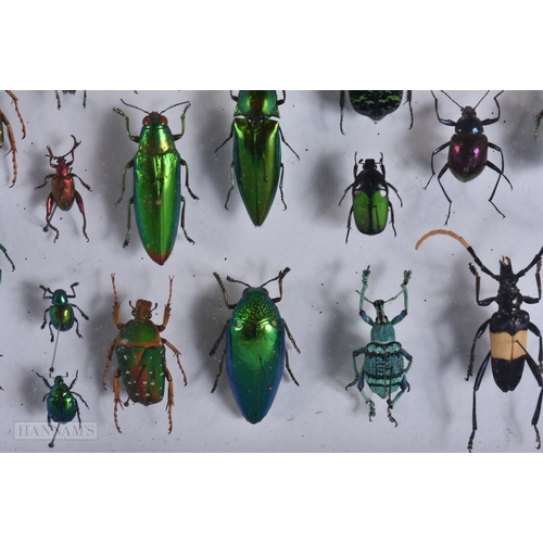 2890 - A COLLECTION OF RARE TAXIDERMY BEETLES. 30 cm x 18 cm.
