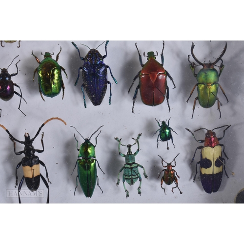 2890 - A COLLECTION OF RARE TAXIDERMY BEETLES. 30 cm x 18 cm.