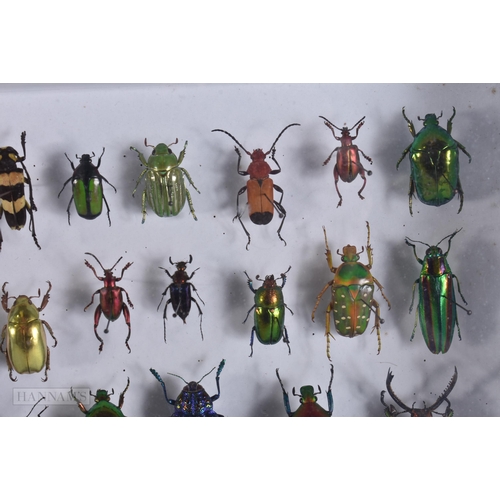 2890 - A COLLECTION OF RARE TAXIDERMY BEETLES. 30 cm x 18 cm.