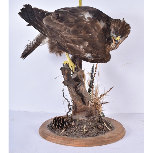 3130 - A taxidermy Buzzard 47cm