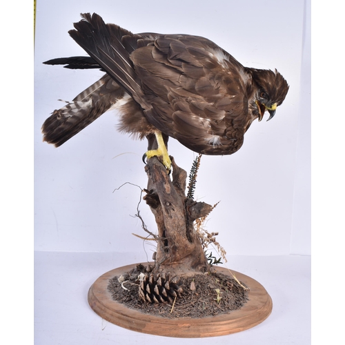 3130 - A taxidermy Buzzard 47cm