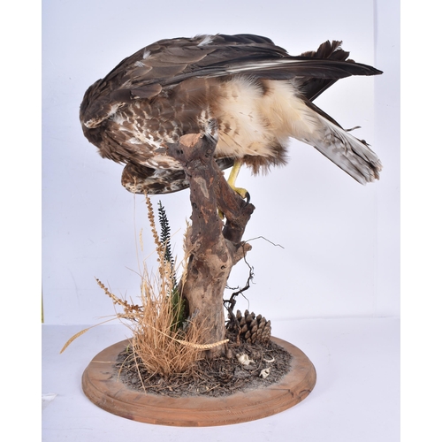 3130 - A taxidermy Buzzard 47cm