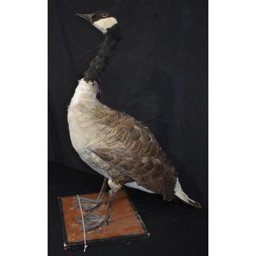 3139 - A Taxidermy Canada Goose 71cm