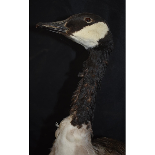 3139 - A Taxidermy Canada Goose 71cm