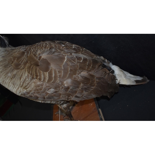 3139 - A Taxidermy Canada Goose 71cm