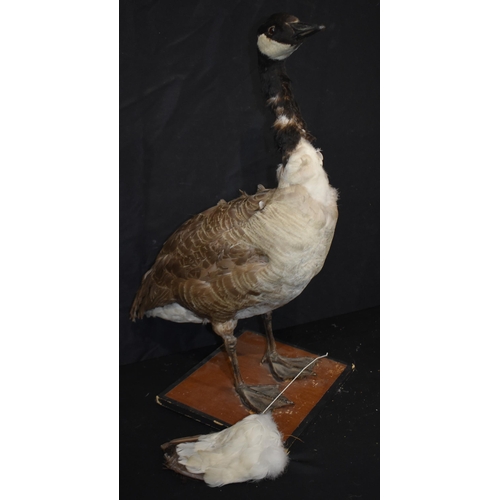 3139 - A Taxidermy Canada Goose 71cm