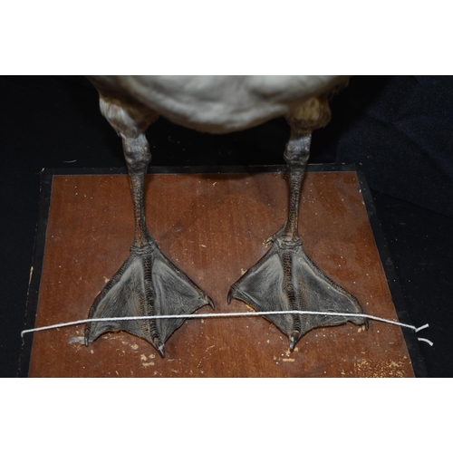 3139 - A Taxidermy Canada Goose 71cm