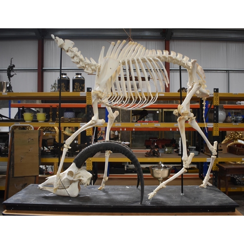 3142 - A huge Skeleton of a male Sable Antelope formerly part of the Yorkshire Skeleton Museum , created by... 