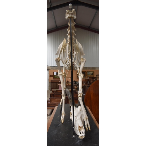 3142 - A huge Skeleton of a male Sable Antelope formerly part of the Yorkshire Skeleton Museum , created by... 