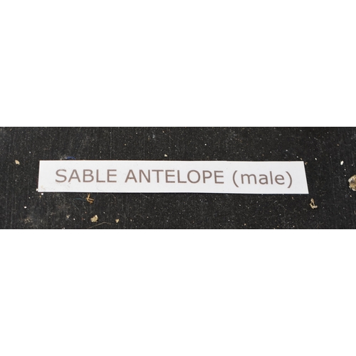 3142 - A huge Skeleton of a male Sable Antelope formerly part of the Yorkshire Skeleton Museum , created by... 