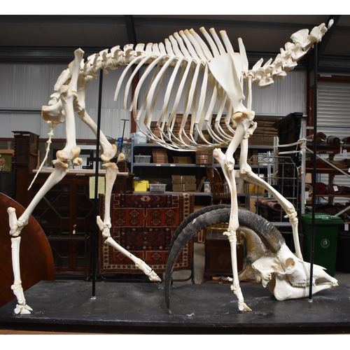 3142 - A huge Skeleton of a male Sable Antelope formerly part of the Yorkshire Skeleton Museum , created by... 
