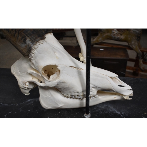 3142 - A huge Skeleton of a male Sable Antelope formerly part of the Yorkshire Skeleton Museum , created by... 