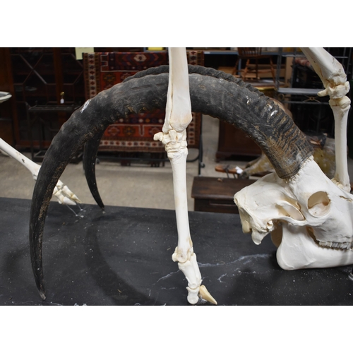 3142 - A huge Skeleton of a male Sable Antelope formerly part of the Yorkshire Skeleton Museum , created by... 