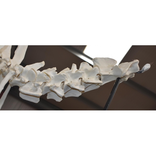 3142 - A huge Skeleton of a male Sable Antelope formerly part of the Yorkshire Skeleton Museum , created by... 