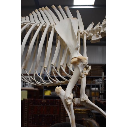 3142 - A huge Skeleton of a male Sable Antelope formerly part of the Yorkshire Skeleton Museum , created by... 
