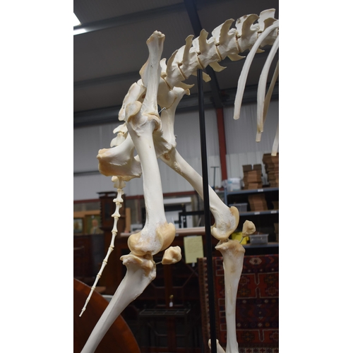 3142 - A huge Skeleton of a male Sable Antelope formerly part of the Yorkshire Skeleton Museum , created by... 