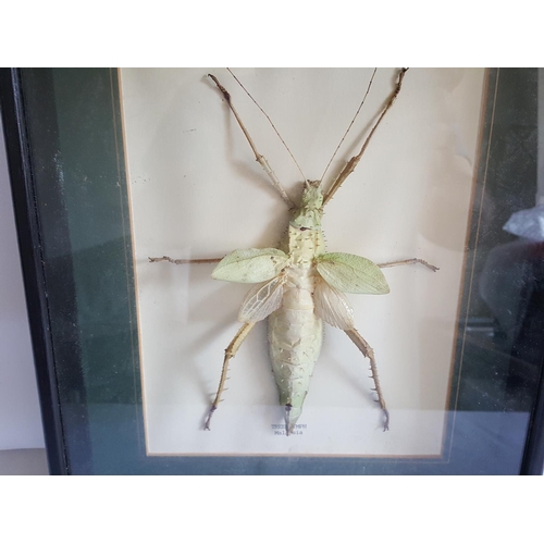 71 - Taxidermy Malaysian Tree Nymph in frame