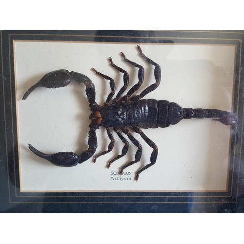 72 - Taxidermy Malaysian Scorpion in frame