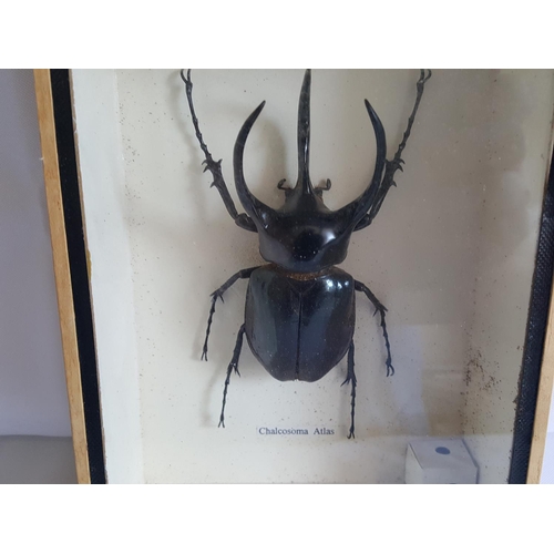 73 - Taxidermy Chalcosoma Atlas beetle in frame